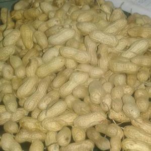 Groundnut Shell