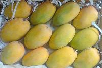 Organic Indian Mangoes