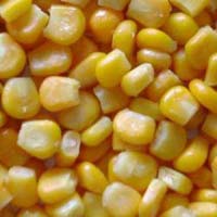Gmo and Non Gmo Yellow Maize