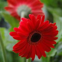 Gerbera Flower