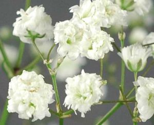 Gypsophila Flower