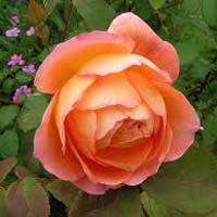 Lady Emma Hamilton Rose Flower