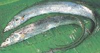 Ribbon Fish