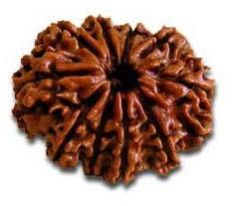 Rudraksha