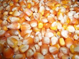 Maize Seeds