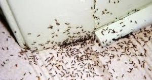 ant pest control services