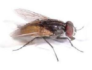 House Flies Pest Control Services