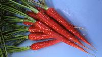 Red Carrot