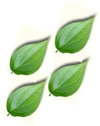 Betel Leaf