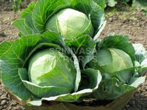 Fresh Cabbage