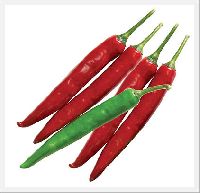 Hot pepper seed