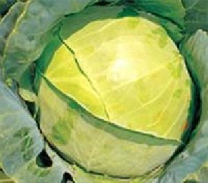 Hybrid Cabbage F1 L1