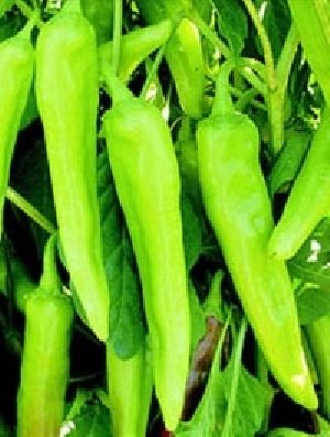 Hybrid Chilli Balram