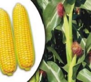 Hybrid Sweet Corn- Madhu