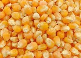 Yellow Corn Seeds