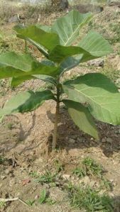 tissue culture burma teak plants