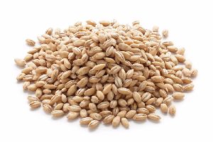 Barley Seeds