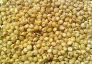 Yellow sorghum seeds