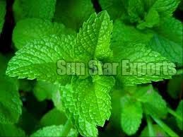 Mint Leaves