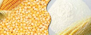 Maize Starch