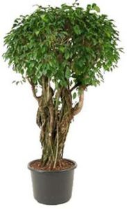 Ficus Shrub Plants