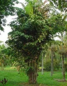 Fishtail Palm Plants