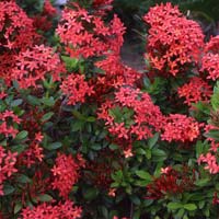 Ixora Coccinea Shrub Plants