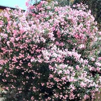 Nerium Oleander Shrub Plants
