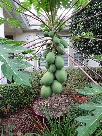 papaya plants