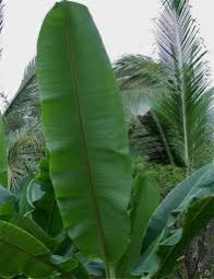 Banana Leaf