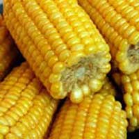 Frozen Sweet Corn