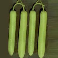 Bottle Gourd