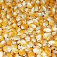 Maize Seeds