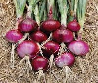 Fresh Onion