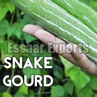 Fresh Snake Gourd