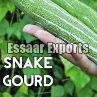Fresh Snake Gourd
