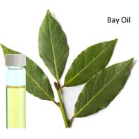 Bay Oil