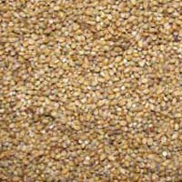 Millet Seeds