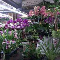 orchids plant
