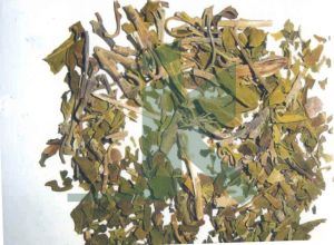 ADHATODA VASICA EXTRACT (VASAKA LEAVES ADULSA Extract)