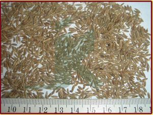 CARUM CARVI caraway seeds