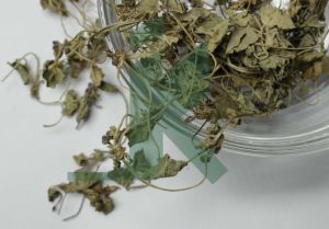 CENTELLA ASIATICA EXTRACT (Gotu kola, Indian pennywort extract)