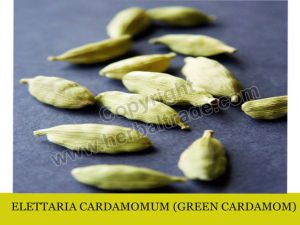 Elettaria Cardamomum (green cardamom)