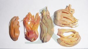 MACE Myristica Fragrans (Nutmeg )