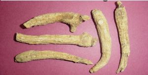 PANAX GINSENG EXTRACT (Ginseng extract)