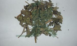 POGOSTEMON PATCHOULI (patchouli leaves)