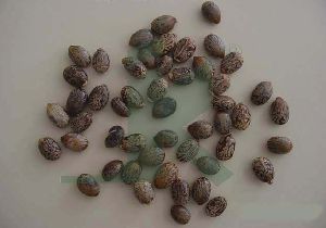 Ricinus Communis (castor seeds)