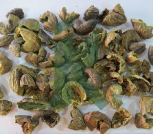 TERMINALIA BELERICA (Beleric Myrobalan)