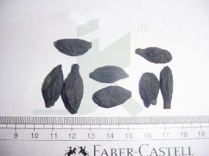 TERMINALIA CHEBULA BLACK (chebulic myrobalan black)