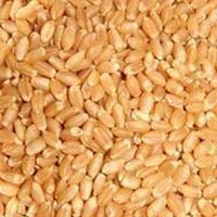 Poorna Wheat Seeds